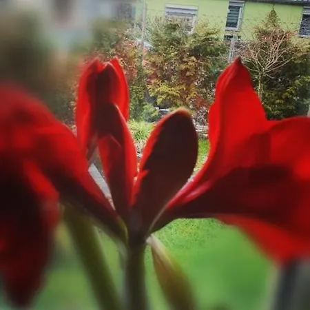 Hofmann Lutherstadt Eisleben