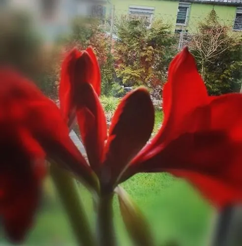 Hofmann Lutherstadt Eisleben